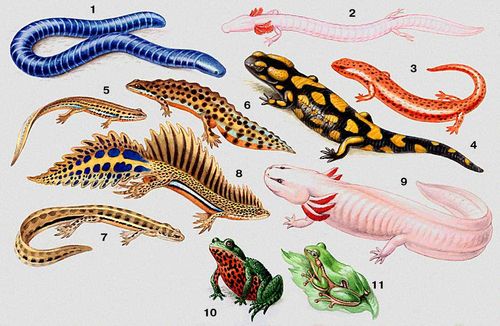 Земноводные. 1 — кольчатая червяга (Siphonops annulatus); 2 — протей (Proteus anguinus); 3 — красный ложный тритон (Pseudotriton ruber): 4 — огненная саламандра (Salamandra salamandra); 5 — обыкновенный тритон (Triturus vulgaris), самка, 6 — самец; 7 — малоазиатский тритон (Triturus vittatus), самка, 8 — самец; 9 — аксолотль — личинка амбистомы (Ambistoma tigrinum); 10 — дальневосточная жерлянка (Bombina orientalis); 11 — квакша (Hyla arborea).