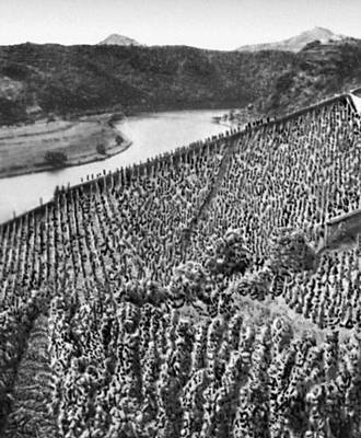 Чехословакия. Виноградники в долине Лабы, в Северной Чехии.
