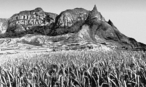 Гора Питер-Бот на о. Маврикий. На переднем плане — плантация сахарного тростника.