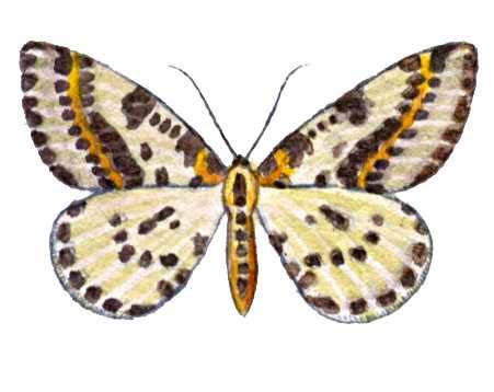 Бабочки. Пяденица крыжовниковая (Abraxas grossulariata) — Европа, Сибирь, Вост. Азия. Вредитель крыжовника. Бабочка.