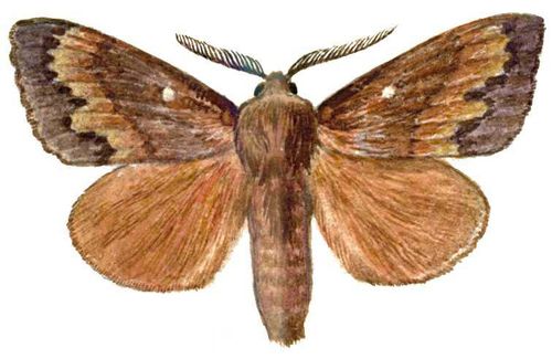 Бабочки. Сосновый шелкопряд (Dendrolimus pini) — Европа, юг Сибири. Вредитель сосновых лесов.