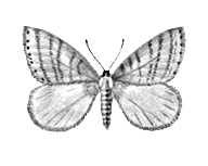 Бабочки. Зимняя пяденица (Operophtera brumata) — Европа, Вост. Сибирь. Вредитель плодовых деревьев. Самец.