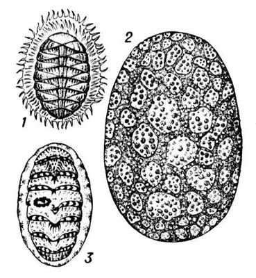 Панцирные моллюски: 1 — Placiphorella stimpsoni; 2 — Criptochiton stelleri; 3 — Tonicella marmorea.