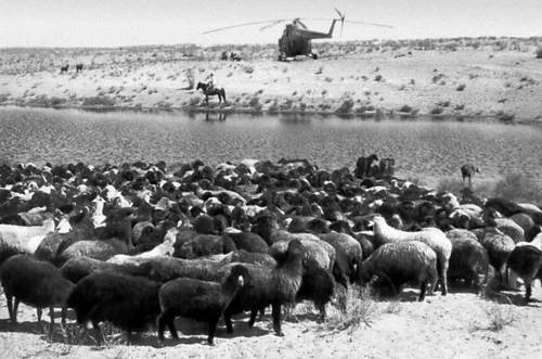 Отара каракульских овец совхоза имени 40-летия Каракалпакской АССР.