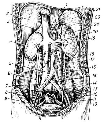 Рис. 1. Мочевые органы человека спереди (пристеночная брюшина снята): 1 — пищевод; 2 — диафрагма (правый купол); 3 — правый надпочечник; 4 — правая почка; 5 — нижняя полая вена; 6 — правый мочеточник; 7 — правые общие подвздошные артерия и вена; 8 — прямая кишка; 9 — мочевой пузырь; 10 — пристеночная брюшина; 11 — левая наружная подвздошная вена; 12 — левая наружная подвздошная артерия; 13 — левый мочеточник; 14 и 15 — левая общая подвздошная вена; 16 — левая большая поясничная мышца; 17 — брюшная аорта; 18 — левый мочеточник; 19 и 20 — левая почечная вена; 21 — диафрагма (левый купол); 22 — левая почка; 23 — левый надпочечник.