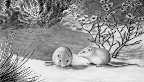 Рис. 1б. Белая адаптивная окраска у мышей Perognathus, живущих на песках.