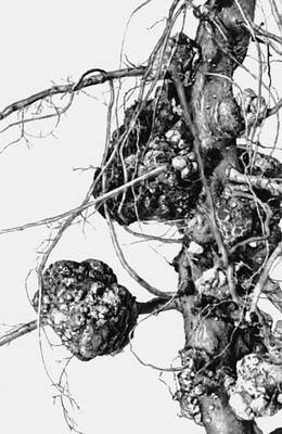 Опухоли у растений: корончатые галлы на корнях яблони, вызываемые бактерией Agrobacterium tumefaciens.