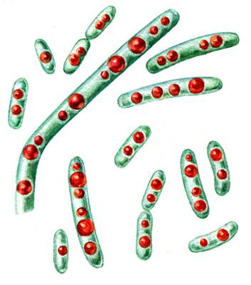 Клетки спороносной бактерии с крупными каплями жира.