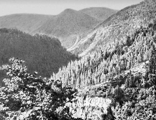 Лесистые горы Малого Кавказа. Триалетский хребет к востоку от Баржоми.