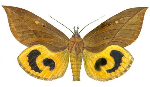 Бабочки. Совка змеинокрылая (Ophioderus tyranus) — Д. Восток (Уссури), Юго-Вост. Азия. Вредитель дуба.