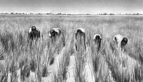 Прополка рисового поля.