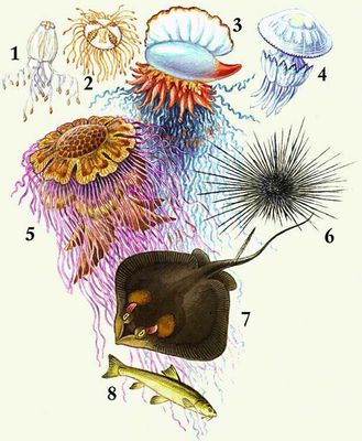 Водные ядовитые животные: 1 — медуза хиронекс; 2 — медуза гонионема; 3 — сифонофора физалия, или португальский кораблик; 4 — медуза корнерот; 5 — медуза цианея; 6 — морской ёж диадема; 7 — морской кот; 8 — маринка.