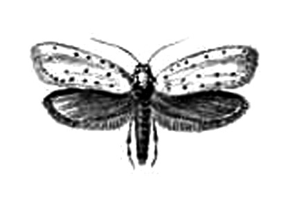 Бабочки. Яблонная моль (Hyponomeuta malinellus) — Европа, Ср. Азия. Вредитель яблони.