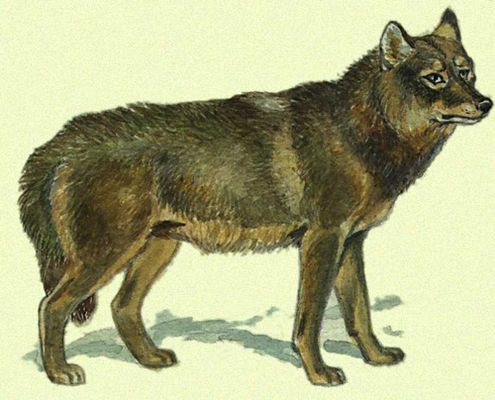Характерный представитель фауны Голарктической области. Волк.