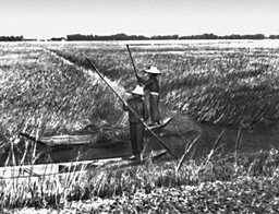 Таиланд. Рисовые поля (узкие каналы служа основными путями сообщения для крестьян).
