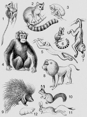 Млекопитающие. Приматы: 1 — долгопят; 2 — лемур коата; 3 — тонкий лори; 4 — шимпанзе; 5 — мартышка; 6 — игрунка; 7 — ревун; 8 — павиан. Грызуны: 9 — дикобраз; 10 — белка; 11 — тушканчик; 12 — слепыш.