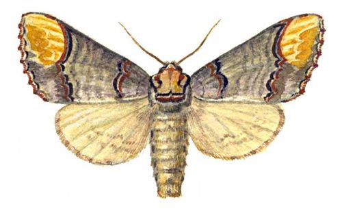 Бабочки. Лунка серебристая (Phalera bucephala) — Европа, Сибирь, Д. Восток. Вредитель лиственных деревьев.