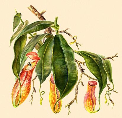 Насекомоядные растения. Непентес (Nepenthes destillatoria).