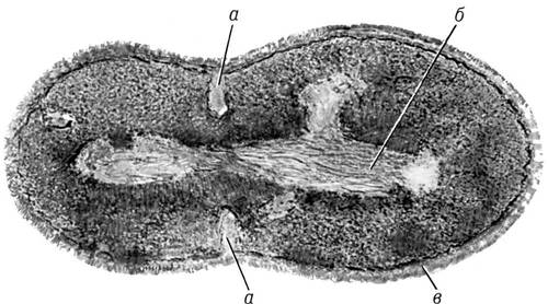 Рис. 26 к ст. Бактерии. Образование поперечной перегородки в делящейся клетке гемолитического стрептококка: а — образующаяся перегородка; б — нуклеоид; в — клеточная стенка.