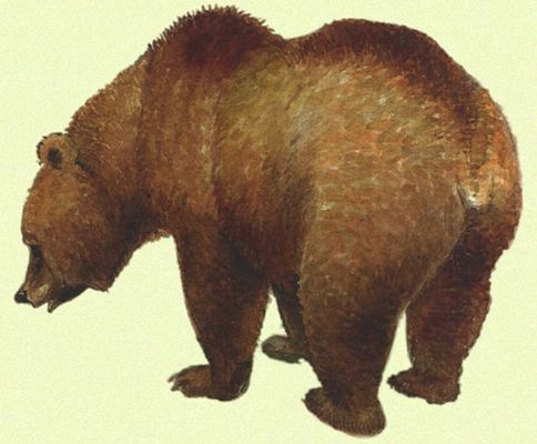 Характерный представитель фауны Голарктической области. Бурый медведь.