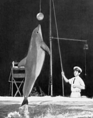 Цирк. Д. Гибор с дрессированным дельфином. США.
