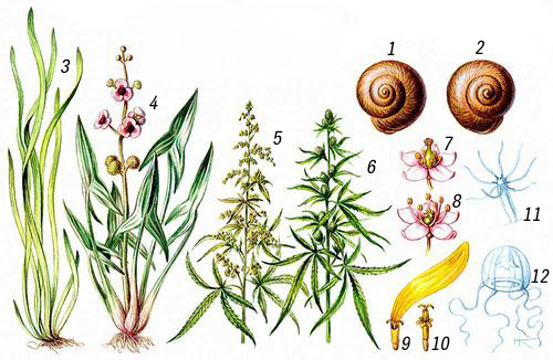 Примеры диморфизма у животных и растений: 1 — виноградная улитка, правозакрученная, 2 — левозакрученная; 3 — стрелолист, подводна форма, 4 — надводная форма; 5 — конопля, с мужскими цветками, 6 — с женскими цветками; 7 — цветок гречихи, длиннопестичный, 8 — короткопестичный; 9 — цветок подсолнечника, язычковый, 10 — трубчатый; 11 — гидрополип (полипоидная стадия гидроидных), 12 — гидромедуза (медузоидная стадия гидроидных).