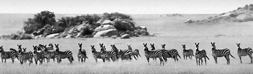 Национальный парк Серенгети (Танзания). Зебры.
