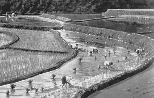 Посадка риса на полях в районе г. Кёнджу (провинция Кёнсан-Пукто).