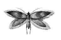 Бабочки. Мелкокрыл калужницевый (Micropteryx calthella) — Европа.