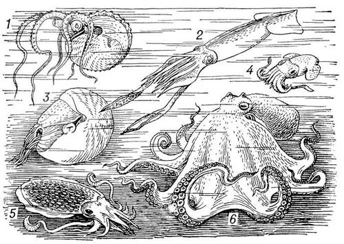 Головоногие моллюски: 1 — аргонавт (Argonauta argo); 2 — кальмар (Ommastrephes sloanei pacificus); 3 — ботик (Nautilus pompolius); 4 — россия (Rossia pacifica); 5 — каракатица (Sepiella japonica); 6 — осьминог (Octopus gilbertianus).