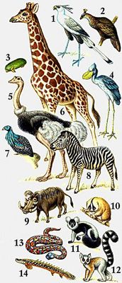 Характерные животные Эфиопской области: 1 — птица-секретарь; 2 — африканский павлин; 3 — златокрот; 4 — китоглав; 5 — африканский страус; 6 — жираф; 7 — грифовая цесарка; 8 — зебра (квагга); 9 — бородавочник; 10 — толстый лори; 11 — лемур вари; 12 — лемур катта; 13 — габонская гадюка; 14 — нильский многопёр.