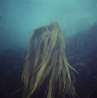 Ламинария пальчаторассечённая — доминант подводной растительности северных морей.