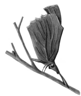 Бабочки. Носатка (Libythea celtis) — Юж. Европа, Ср. и М. Азия, Сев. Африка. Носатка в позе покоя.
