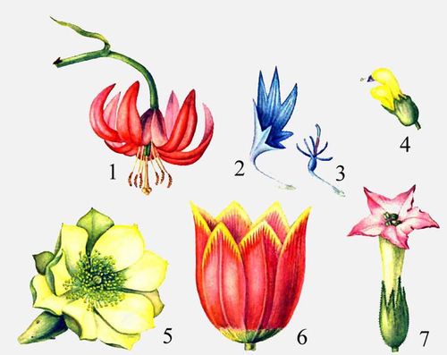 Цветки: 1 — лилии, 2 — василька (воронковидный цветок), 3 — василька (трубчатый цветок), 4 — погремка, 5 — опунции, 6 — тюльпана, 7 — табака.