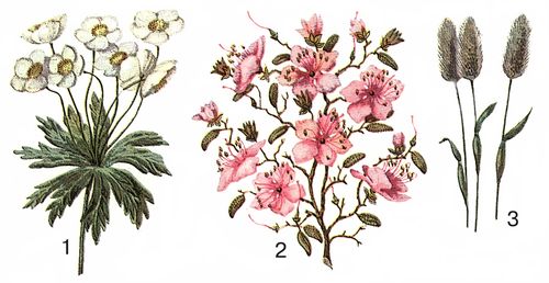 Альпийская растительность: 1 — анемона нарциссовая (Anemone narcissiflora), Кавказ; 2 — рододендрон даурский (Rhododendron dahuricum), горы Забайкалья; 3 — лисохвост альпийский (Alopecurus alpinus), Сев. Урал.