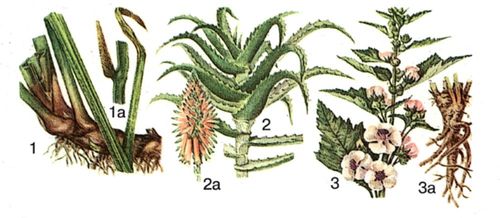 1 — аир болотный, 1а — соцветие; 2 — алоэ древовидное, 2а — соцветие; 3 — алтей лекарственный, 3а — корневище и корни.