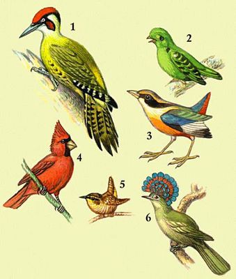 1 — зеленый дятел; 2 — малый зеленый рогоклюв; 3 — синекрылая питта; 4 — кардинал; 5 — крапивник; 6 — королевский тиран.