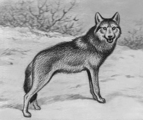 Рисунок к ст. Волк.