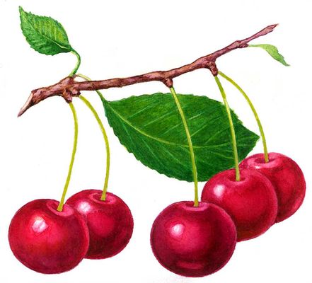 Сорта вишни: Плодородная Мичурина. Выведен И. В. Мичуриным.