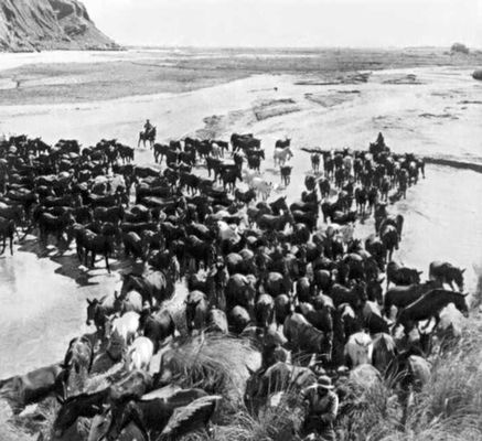 Перегон лошадей и мулов по одной из долин Анд.