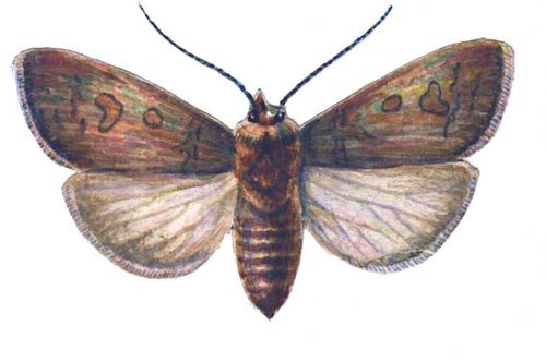 Карадрина, бабочка (размах крыльев 26—34 мм).