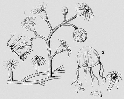 Рис. 4 (I). Метаморфоз гидроидных: 1 — колония гидроида, отпочковывающая медуз, 2 — медуза, 3 — яйца, 4 — планула (личинка), 5 — полип, дающий начало колонии.