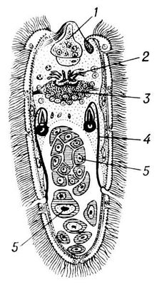 Мирацидий печёночной двуустки: 1 — железы проникновения; 2 — глазок; 3 — мозговой узел; 4 — выводной канал протонефридия; 5 — зародышевые клетки.