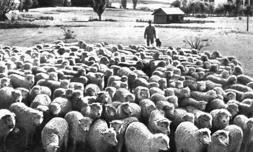 Отара овец близ озера Хейес (в центральной части плато Отаго).