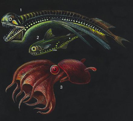 Глубоководные животные: 1 — Рыба Photostomias guerneri; 2 — Рыба Myctophum punctatum; 3 — Осьминог Vampyroteuthis infernalis.