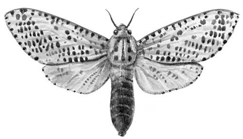 Бабочки. Древесница въедливая (Zeuzera pyrina) — Ср. и Юж. Европа. Самка.