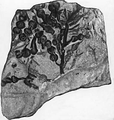 Рис. 1в — отпечаток на глине бурой водоросли Cystoseira partschii из миоцена Сев. Кавказа.
