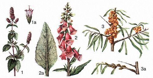 1 — мята перечная; 1а — цветок; 2 — наперстянка красная; 2а — лист; 3 — облепиха крушиновидная; 3а — ветвь мужского растения.