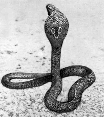 Рис. 2. Индийская очковая змея.