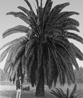 Канарская финиковая пальма в Сухуми.